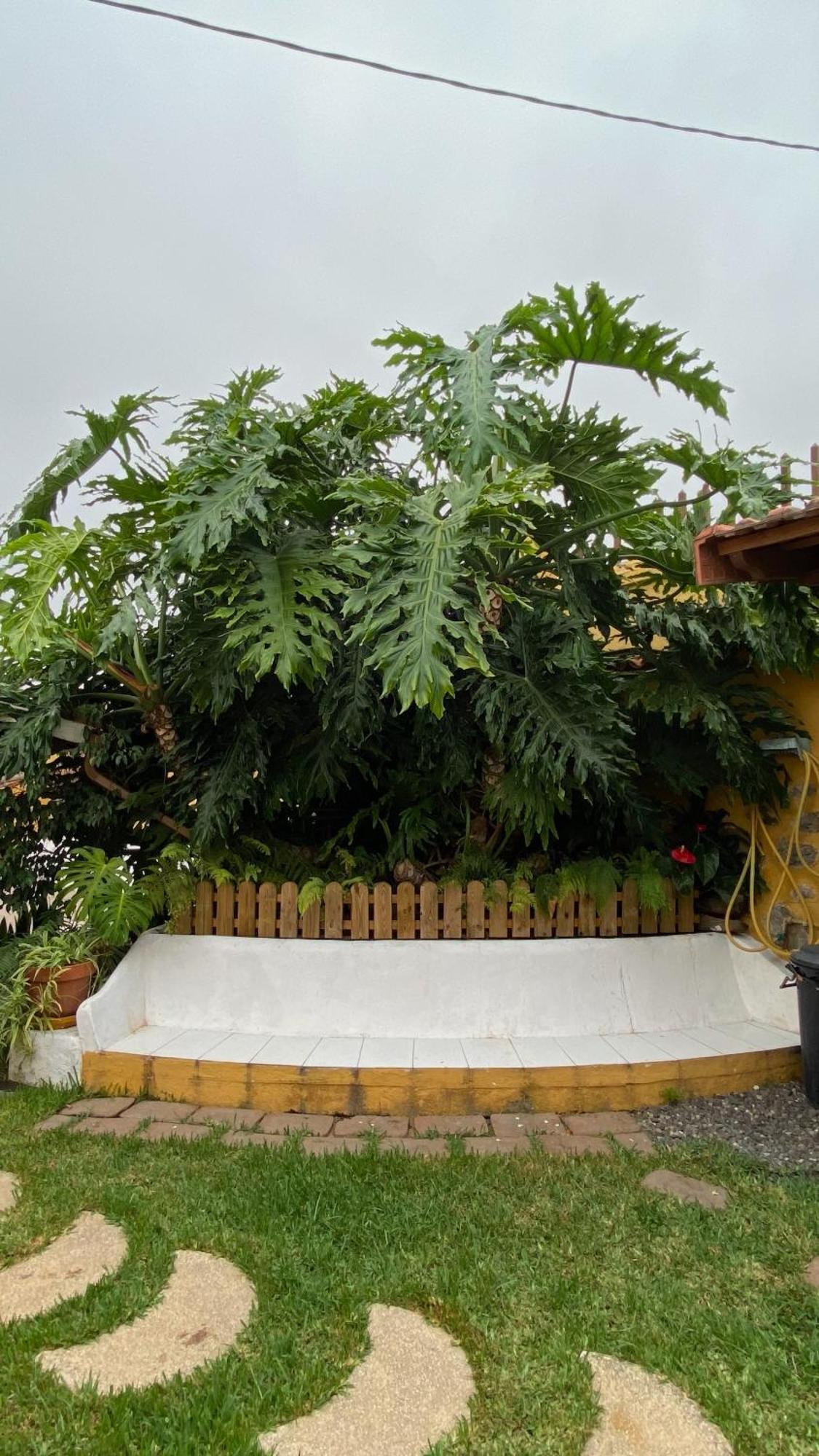 Casa Rural La Ganania Los Realejos Dış mekan fotoğraf
